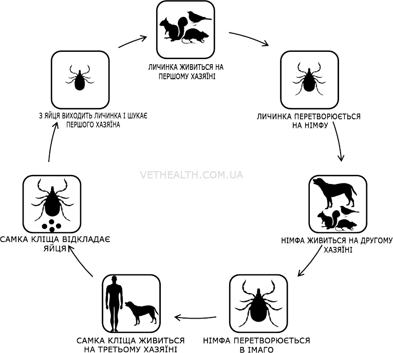 Цикл розвитку кліщів роду Ixodes