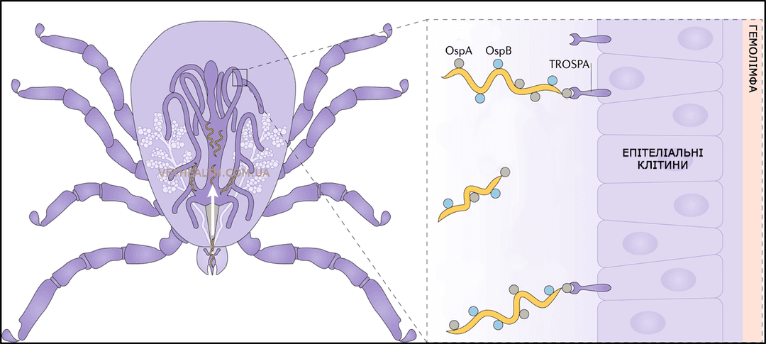 Прикріплення борелій до кишечника кліща за допомогою білків зовнішньої поверхні А